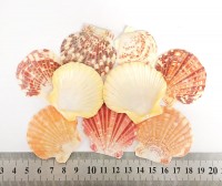 Pecten macassarensis, 40 - 60 мм 35-45 г